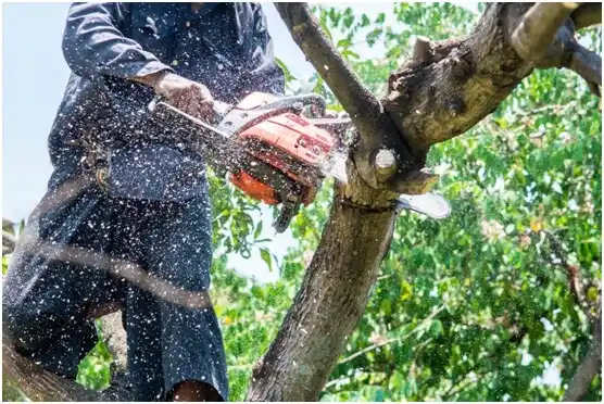 tree services Watonga